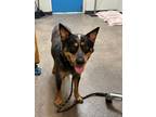 Adopt Blue a Mixed Breed (Medium) / Mixed dog in Ocala, FL (41458342)