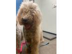 Adopt Atlas a Mixed Breed (Medium) / Mixed dog in Ocala, FL (41458341)