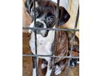 Adopt Larke a Brindle - with White Boxer / Mixed dog in Austin, TX (41458340)