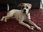 Adopt Jacinta a White Boxer / Mixed dog in Austin, TX (41043194)