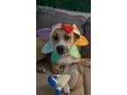 Adopt Kai a Tan/Yellow/Fawn - with White Black Mouth Cur / Mixed dog in Sebring