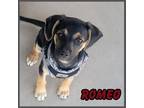 Adopt Romeo a Mixed Breed (Medium) / Mixed dog in Mesa, AZ (41458282)