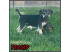 Adopt Tramp a Mixed Breed (Medium) / Mixed dog in Mesa, AZ (41458281)