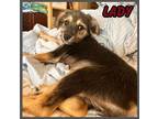 Adopt Lady a Mixed Breed (Medium) / Mixed dog in Mesa, AZ (41458280)