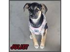 Adopt Juliet a Mixed Breed (Medium) / Mixed dog in Mesa, AZ (41458279)