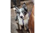 Adopt Booker a Border Collie / Mixed dog in Mesa, AZ (41458278)