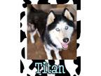 Adopt Titan a Husky / Mixed dog in Mesa, AZ (41458277)