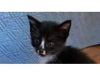 Adopt Loki a Black & White or Tuxedo Domestic Shorthair (short coat) cat in