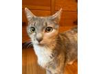 Adopt Cassie a Spotted Tabby/Leopard Spotted Calico / Mixed cat in SALISBURY