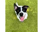 Adopt Marshmallow a Rat Terrier, Mixed Breed