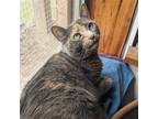 Adopt Cassie a Gray or Blue Domestic Shorthair / Mixed cat in Candler