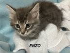 Adopt Enzo a Domestic Mediumhair / Mixed (medium coat) cat in Hoover