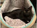 Adopt Baby Ruth a Domestic Shorthair / Mixed (short coat) cat in Hoover