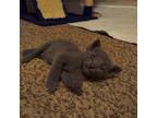 Adopt Jimmi Buffet a Gray or Blue Domestic Mediumhair / Mixed cat in Panama