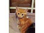 Adopt Crush a Orange or Red Domestic Shorthair / Mixed (short coat) cat in