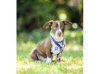 Adopt Monroe a Brown/Chocolate - with White Dachshund / Mixed Breed (Small) /