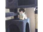 Adopt Barqs a Domestic Mediumhair / Mixed cat in Panama City, FL (41429372)