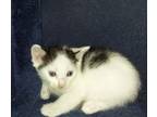 Adopt Squirt a Domestic Mediumhair / Mixed cat in Panama City, FL (41429375)