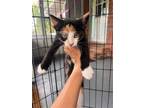 Adopt Georgie a Black (Mostly) Domestic Shorthair / Mixed cat in Panama City