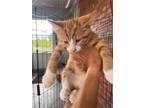 Adopt Dell a Orange or Red (Mostly) Domestic Shorthair / Mixed (short coat) cat