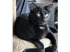 Adopt Guinness (The Man!) a Black (Mostly) Domestic Shorthair / Mixed (short