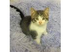 Adopt Minnie (Adoption Pending) a Brown Tabby Domestic Shorthair / Mixed (short