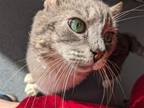 Adopt Mr. Forehead a Gray, Blue or Silver Tabby Domestic Shorthair / Mixed