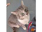 Adopt Mr. Forehead a Gray, Blue or Silver Tabby Domestic Shorthair / Mixed