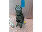 Adopt Oreo a Brown Tabby Domestic Shorthair / Mixed (short coat) cat in Raleigh