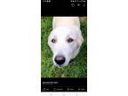 Adopt Louise a White - with Tan, Yellow or Fawn Great Pyrenees / Anatolian