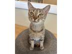Adopt Jessica a Domestic Shorthair / Mixed (short coat) cat in Fort Myers