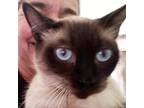 Adopt MardiGras a Siamese / Mixed (short coat) cat in New Braunfels