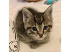 Adopt Cheshire Cat 9 a Domestic Short Hair