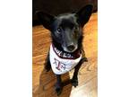 Adopt Raisin a Black Schipperke / Mixed dog in Dallas, TX (41458166)