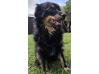 Adopt Grady a Black - with Tan, Yellow or Fawn Australian Shepherd / Mixed dog