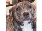 Adopt Wanda a Brindle Cattle Dog / Blue Heeler dog in Dallas, TX (40525026)
