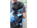 Adopt DOC a Labrador Retriever, Mixed Breed