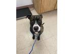 Adopt GERSHWIN a Pit Bull Terrier, Mixed Breed
