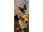 Adopt Gus and Heidi/ Spooky & Zero a Corgi / Mixed dog in Columbia