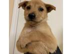 Adopt Hector_2 a Labrador Retriever