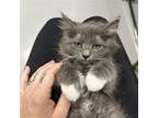 Adopt O'Fallon a Gray or Blue (Mostly) Domestic Mediumhair / Mixed cat in
