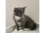 Adopt O'Callahan a Gray or Blue (Mostly) Domestic Mediumhair / Mixed cat in