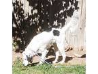 Adopt Garbo a White - with Black English Setter / Mixed dog in Boerne