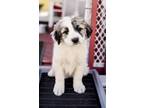 Adopt Henrietta a White - with Brown or Chocolate Great Pyrenees / Anatolian