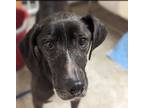 Adopt Winifred a Brindle Mountain Cur dog in New Albany, OH (40636788)