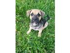 Adopt Maggie (M&M) a Tan/Yellow/Fawn - with Black Mastiff dog in New Albany