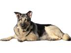 Adopt Lotte a Tan/Yellow/Fawn German Shepherd Dog / Norwegian Elkhound dog in