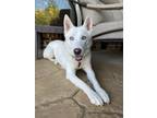 Adopt 23-130 Bran a White Siberian Husky / Hound (Unknown Type) dog in