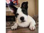 Adopt 24-009 Joey a White - with Black Dachshund / Italian Greyhound dog in