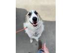 Adopt 23-115 Keith a Tricolor (Tan/Brown & Black & White) Great Pyrenees /